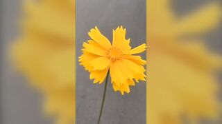 巨乳金蓮 擠奶 噴奶 奶水亂飛 - 97