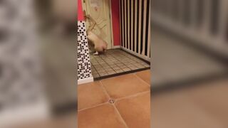 美女諾崽與男友同居的性愛影片洩密 - 01